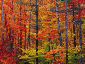 jules cowan autumn colors new hampshire