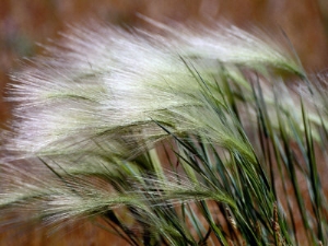 raymond gehman prairie grass