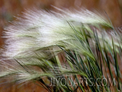 raymond gehman prairie grass