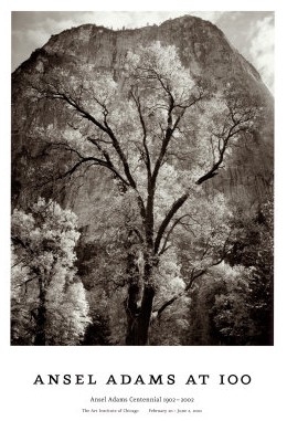 Autumn Tree Against Cathedral Rocks