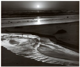 Birds on a Beach