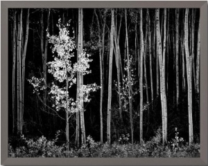 Aspens, Northern New Mexico, 1958