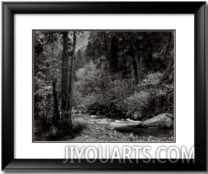 Tenaya Creek, Dogwood, Rain, Yosemite National Park, Ca 1948