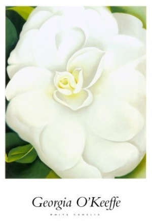 White Camelia