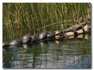 A Group of Aquatic Turtles and an American Alligator Bask on a Log