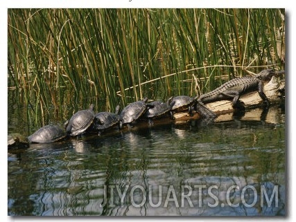 A Group of Aquatic Turtles and an American Alligator Bask on a Log