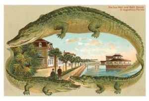 Alligators, Sea Wall, St. Augustine, Florida