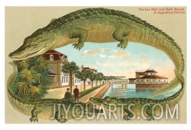Alligators, Sea Wall, St. Augustine, Florida