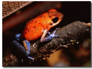 A Poison Arrow Frog Sits on Bark in the Rain Forest