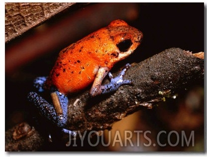 A Poison Arrow Frog Sits on Bark in the Rain Forest