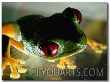 Close up of a Red Eyed Tree Frog