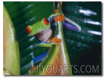 Gaudy Leaf Frog, Costa Rica