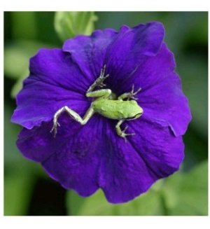 Pacific Northwest Green Tree Frog on Purple Flower