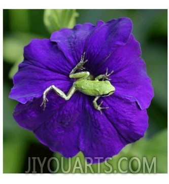Pacific Northwest Green Tree Frog on Purple Flower