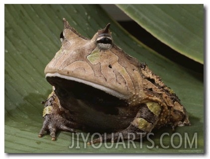Portrait of a Horned Frog, South America