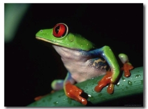 Red Eyed Tree Frog (Agalychnig Callidaras