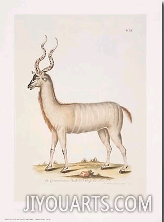 Antelope