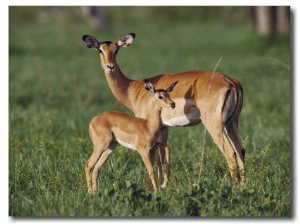 Gazelles Standing in the Grasslands in Chobe National Park