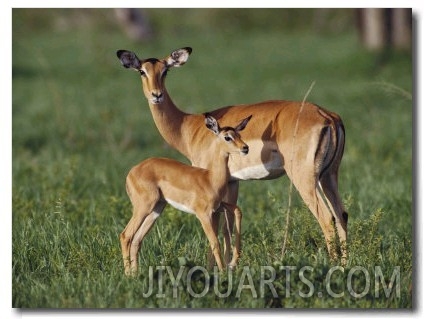 Gazelles Standing in the Grasslands in Chobe National Park