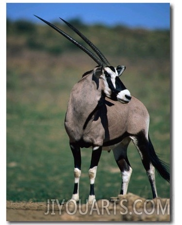Gemsbok or South African Oryx, Kgalagadi Transfrontier Park, Northern Cape, South Africa