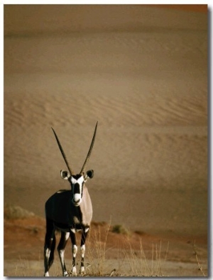 Gemsbok, or South African Oryx ( Oryx Gazella ), in Sand Dunes, Namib Desert Park, Namibia