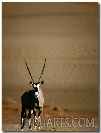 Gemsbok, or South African Oryx ( Oryx Gazella ), in Sand Dunes, Namib Desert Park, Namibia