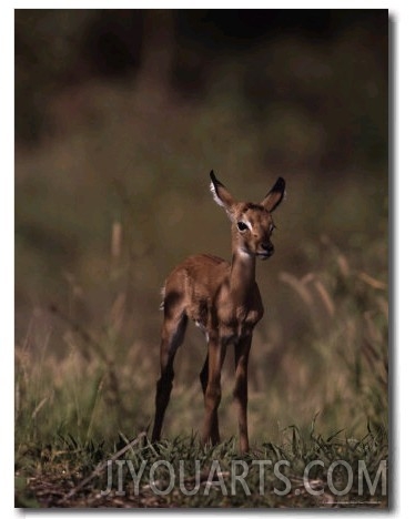 Impala Body, Aepyceros Melampus