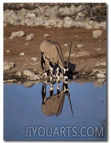 Oryx at Waterhole, Namibia, Africa