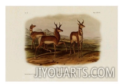 Prong Horned Antelope