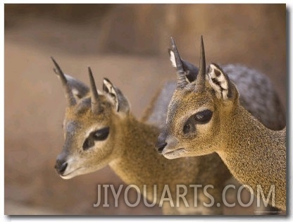 Two Klipspringers at the Henry Doorly Zoo in Omaha, Nebraska