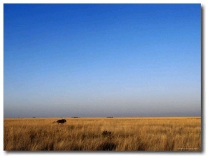 Wildebeest Running over the Grassland