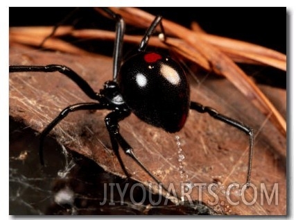 A Black Widow Spider