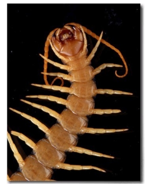 A Giant Desert Centipede Six Inches in Length