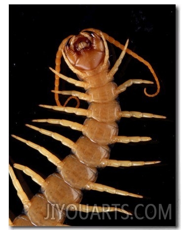 A Giant Desert Centipede Six Inches in Length