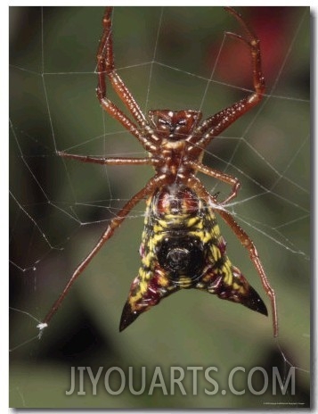 Arrow Shaped Micrathena Spider on its Orb Web