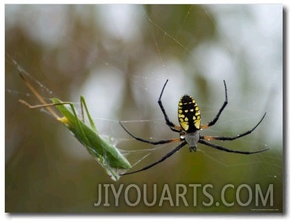 Black And Yellow Argiope at Spring Creek Prairie Captured a Katydid