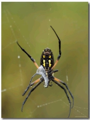 Black And Yellow Argiope Wraps Up a Damselfly in its Web