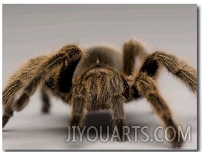 Chilean Rose Tarantula at the Lincoln Children