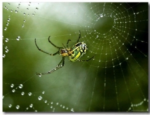 Cobweb Weaver Spider Rests on his Dew Covered Web, Groton, Connecticut