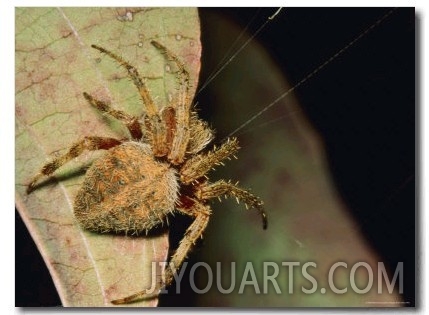 Orb Weaver Spider on a Leaf with Web Strands Showing