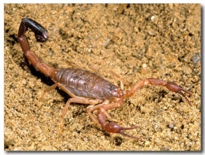 Scorpion, Ankarana Special Reserve, Madagascar