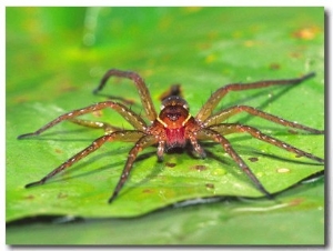 Six Spotted Fishing Spider Feeding on Fly, Pennsylvania, USA