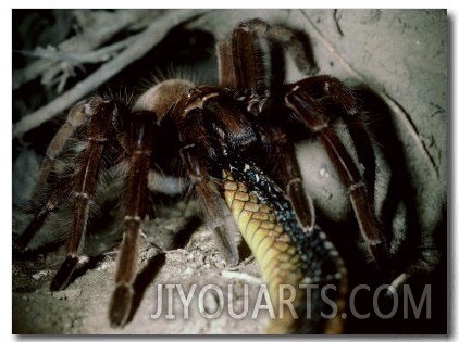 Tarantula, Eating Snake, Venezuela