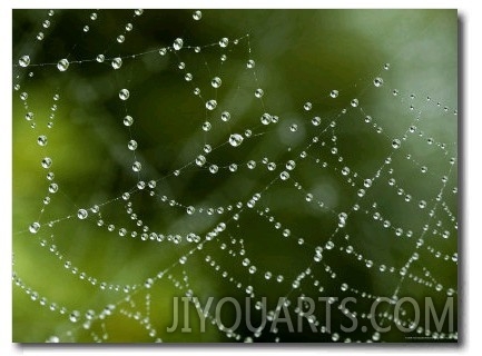 Spider Web Covered with Dew, Groton, Connecticut