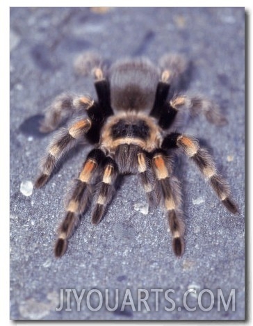 Tarantula, Michoacan State, Mexico