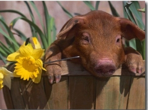 Domestic Piglet, in Bucket with Daffodils, USA