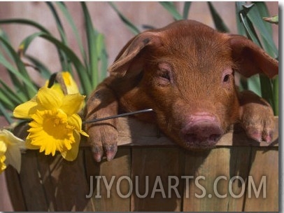 Domestic Piglet, in Bucket with Daffodils, USA