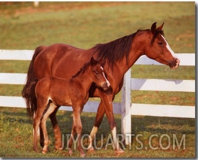 Horse and Colt with Fence