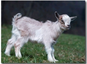 Pygmy Domestic Goat Kid