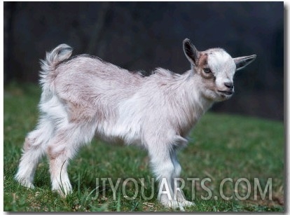Pygmy Domestic Goat Kid